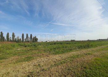11.jpg - Terreno agricolo Campodoro - foto 1