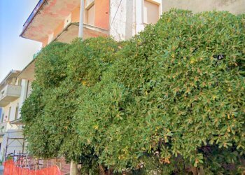 Alba Adriatica dileoimmobiliare vende (3).png - Casa indipendente Alba Adriatica - foto 1