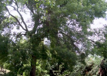 FERMO-CASALE DI CAMPAGNA-.JPG - Casa indipendente Fermo - foto 1