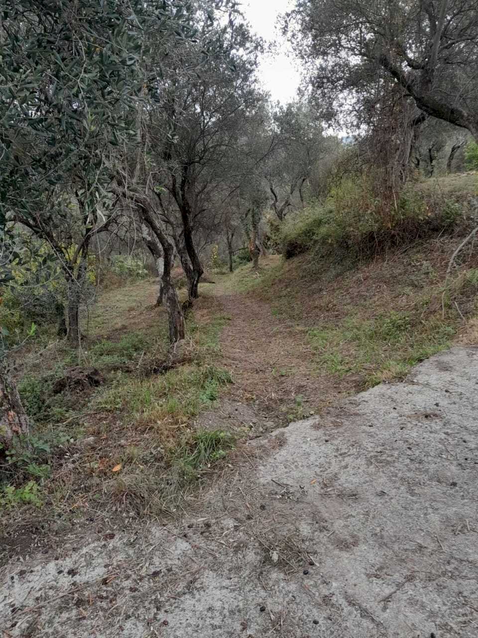 1.jpg - Terreno agricolo Arcola - foto 1