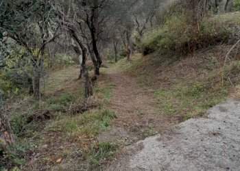 1.jpg - Terreno agricolo Arcola - foto 1