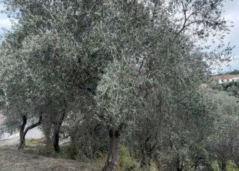 2.jpg - Terreno agricolo Arcola - foto 2