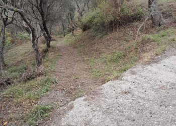 3.jpg - Terreno agricolo Arcola - foto 3