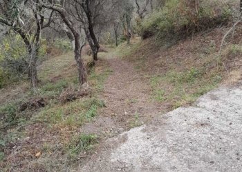 4.jpg - Terreno agricolo Arcola - foto 4