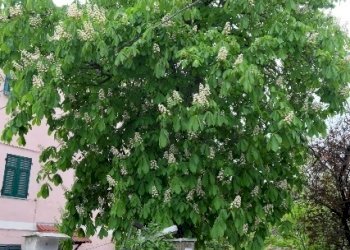 IMG_9083.JPG - Trilocale Tiglieto - foto 17