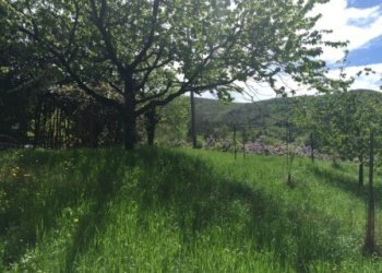 Rif 231.25.JPG - Appartamento Sassello - foto 12