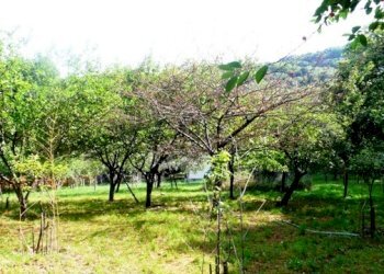 Rif 183 3.JPG - Villa Stella - foto 3