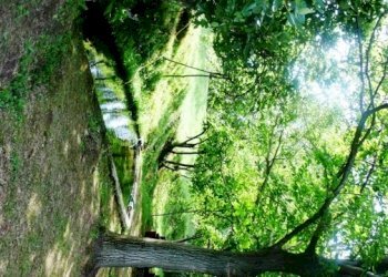 Rif 183 7.JPG - Villa Stella - foto 7