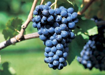 Agricultural land Alice Bel Colle - photo 2