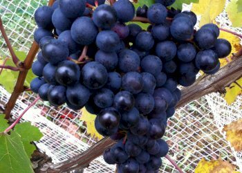 Agricultural land Alice Bel Colle - photo 3