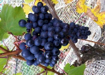 Agricultural land Alice Bel Colle - photo 4