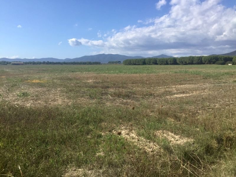 Terreno agricolo Grosseto - foto 1