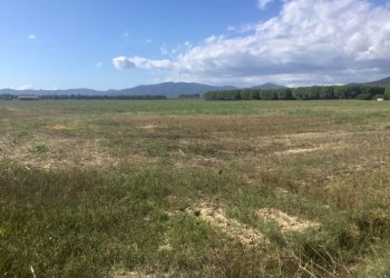 Terreno agricolo Grosseto - foto 1