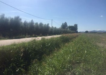 Terreno agricolo Grosseto - foto 2