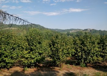 Azienda agricola Cerrina Monferrato - foto 4