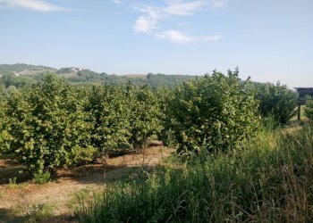 Azienda agricola Cerrina Monferrato - foto 5