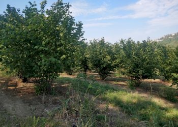 Azienda agricola Cerrina Monferrato - foto 6