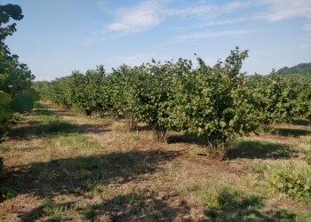 Azienda agricola Cerrina Monferrato - foto 7