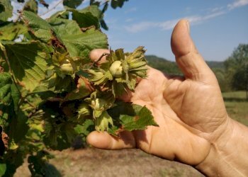 Azienda agricola Cerrina Monferrato - foto 8