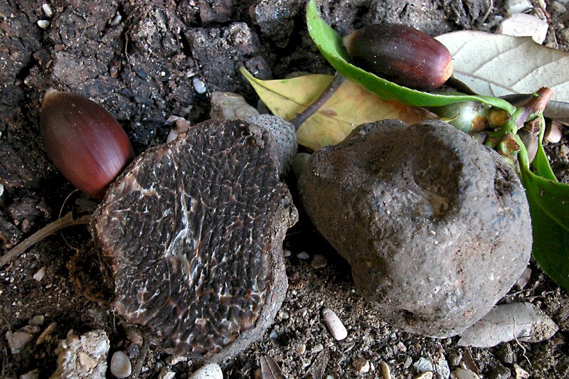 Bosco alto fusto Asti - foto 2