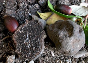 Bosco alto fusto Asti - foto 2