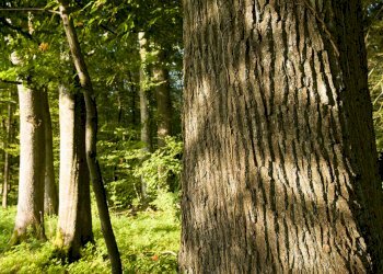 Bosco alto fusto Asti - foto 1