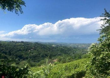 Azienda agricola Nizza Monferrato - foto 5