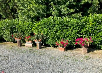 Azienda agricola Nizza Monferrato - foto 6