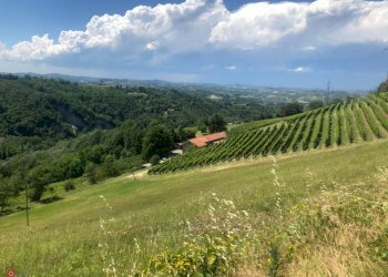Azienda agricola Nizza Monferrato - foto 7