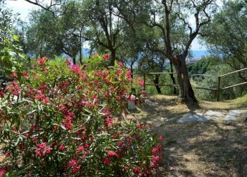 151413930.jpg - Villa Via dei Pini 9, Castelnuovo Magra - photo 22