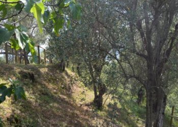 151413949.jpg - Villa Via dei Pini 9, Castelnuovo Magra - photo 27