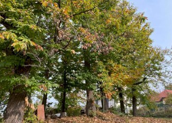 WhatsApp Image 2022-10-30 at 09.35.39 (10).jpeg - Porzione di casa Urbe - foto 7