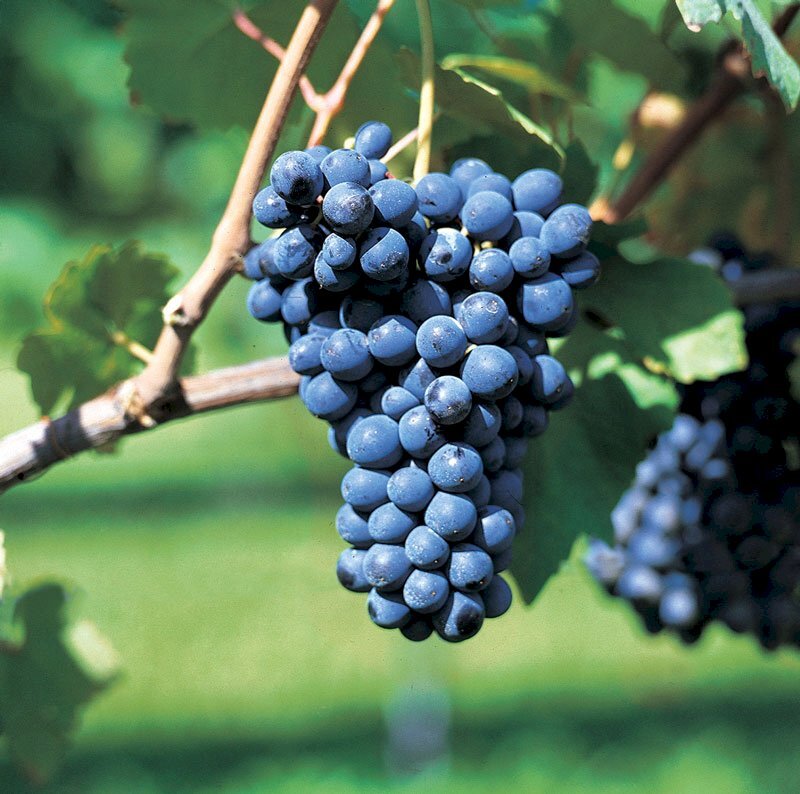 Vigneto Nizza Monferrato - foto 1