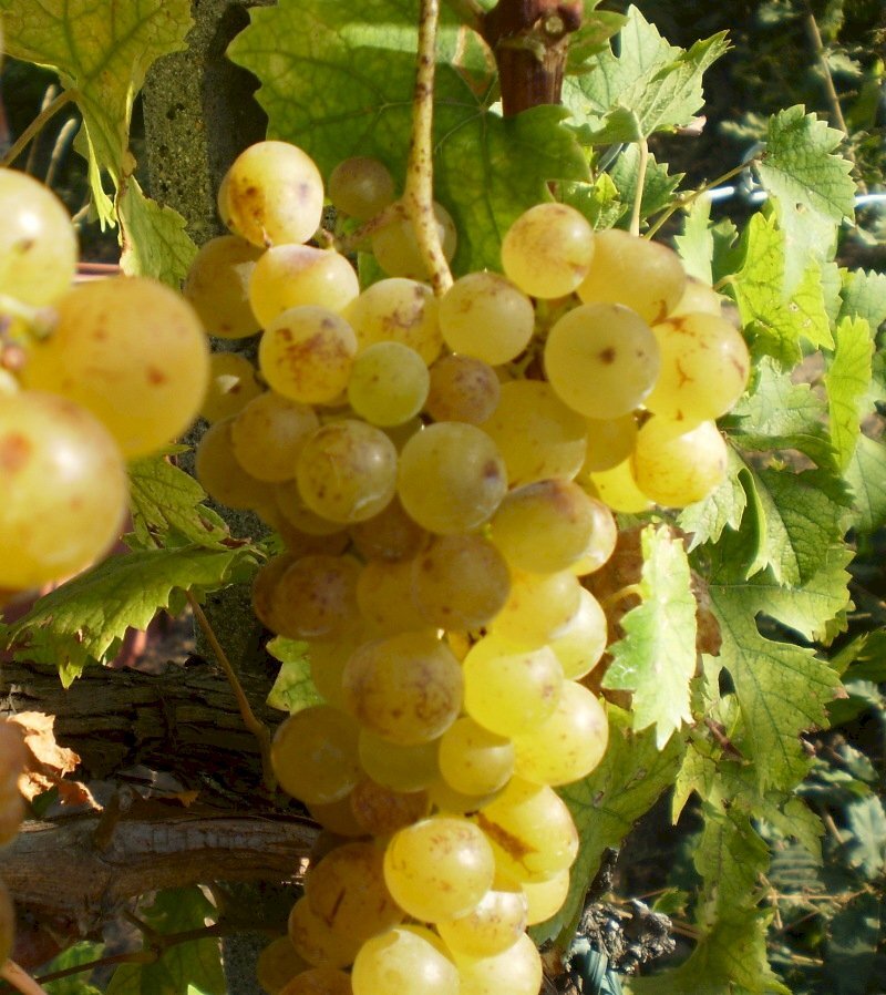 Vigneto Nizza Monferrato - foto 2