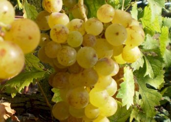 Vigneto Nizza Monferrato - foto 2