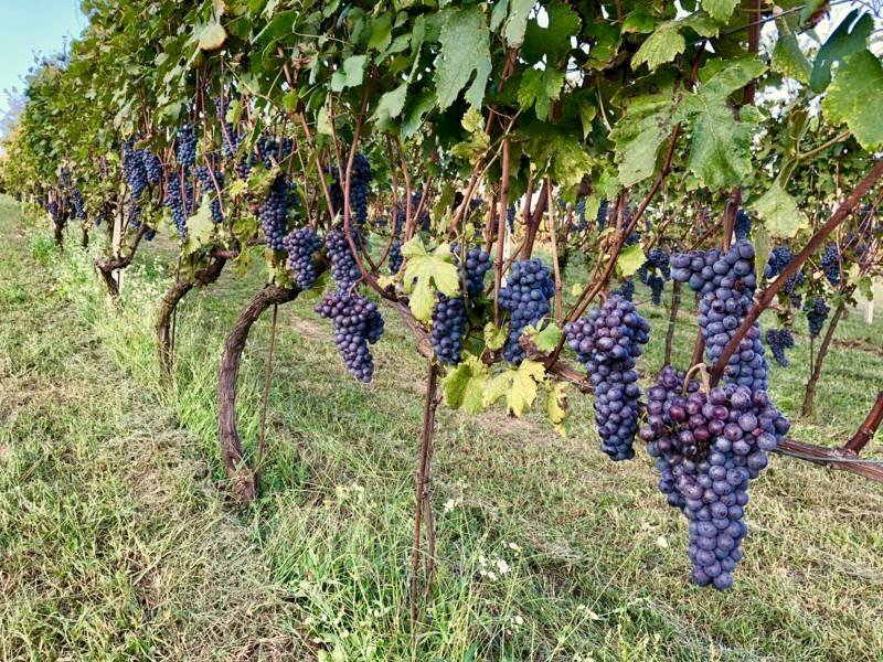 Agriturismo Novara - foto 2