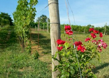 Agriturismo Novara - photo 3