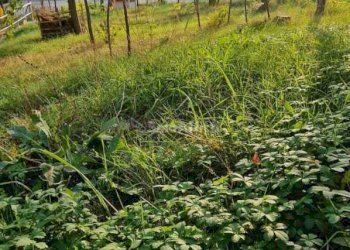 Giardino - Casa indipendente Strada San Colombano - Dogheria s.n.c., Meldola - foto 16