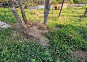 Giardino - Casa indipendente Strada San Colombano - Dogheria s.n.c., Meldola - foto 17
