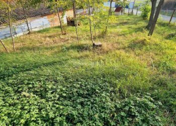 Giardino - Casa indipendente Strada San Colombano - Dogheria s.n.c., Meldola - foto 18