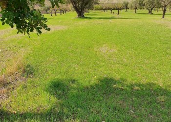 Rustic CONTRADA  BIMMISCA, Ispica - photo 5