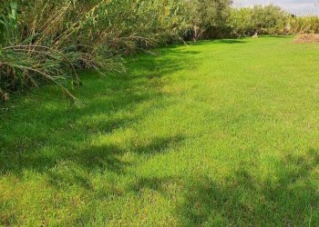 Rustic CONTRADA  BIMMISCA, Ispica - photo 11