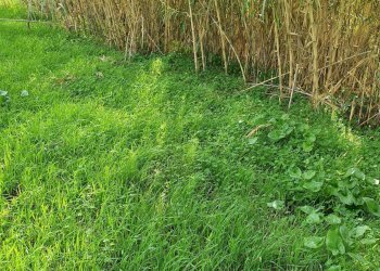 Rustic CONTRADA  BIMMISCA, Ispica - photo 12