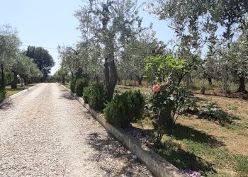 20220521_111008.jpg - Villa VIALE MAIELLA, Chieti - foto 2