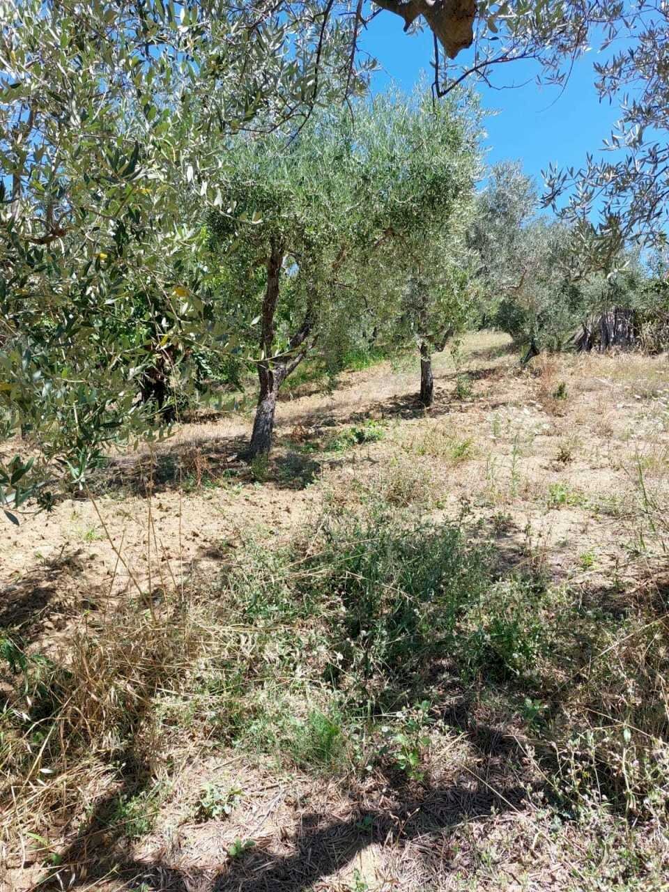 IMG-20221104-WA0021.jpg - Terreno agricolo Via S. Giusta, Lanciano - foto 1