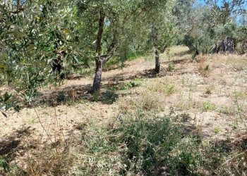 IMG-20221104-WA0021.jpg - Terreno agricolo Via S. Giusta, Lanciano - foto 1