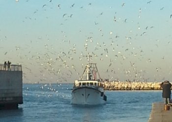 3.jpg - Bar Tavola Calda - Fredda Viale Emilio Praga 25, Rimini - foto 3