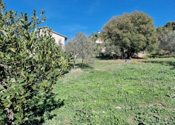 20221101_115142.jpg - Terreno edificabile Via Giovanni Falcone e Paolo Borsellino 1, Lugnano in Teverina - foto 2