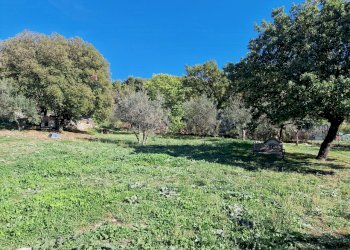 20221101_115145.jpg - Terreno edificabile Via Giovanni Falcone e Paolo Borsellino 1, Lugnano in Teverina - foto 3