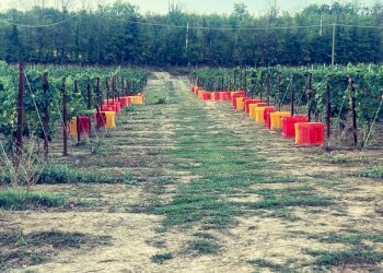 Agriturismo Acqui Terme - photo 10